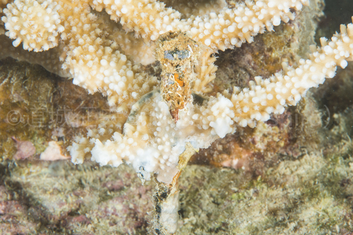 沖縄の漁師によるサンゴ再生