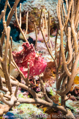 生物も豊富なヤップの海