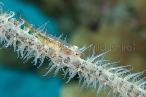 ジープ島のガラスハゼ