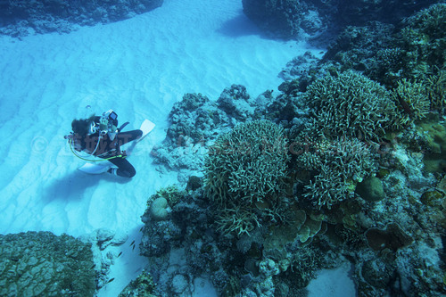 沖縄慶良間の海は楽園