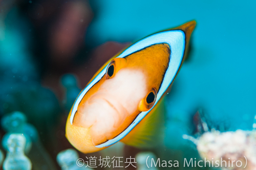 クマノミの顔面