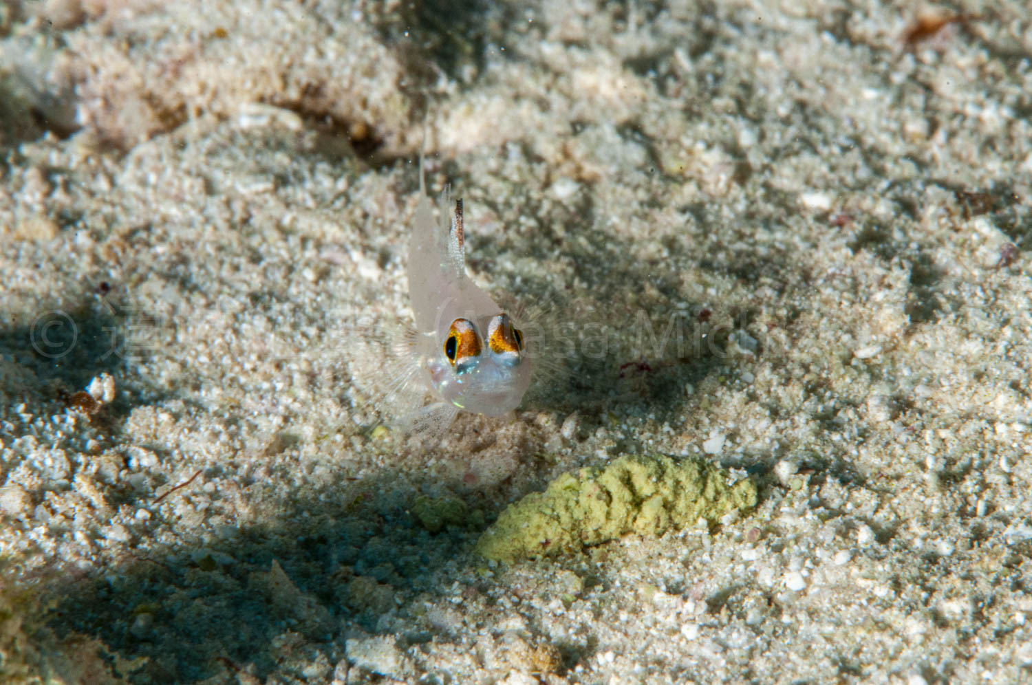 ジープ島の海で見られる生き物