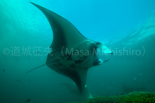 ヤップ島の名物