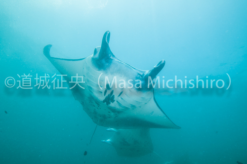 じっくり見るならヤップへ