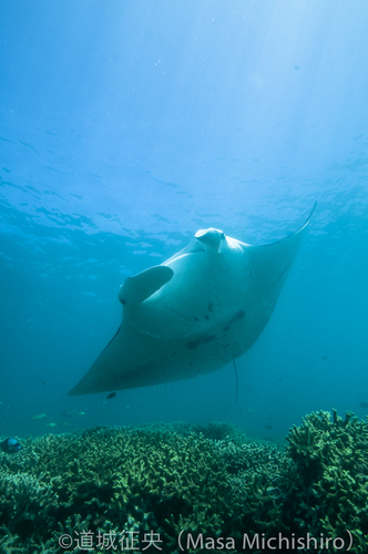 マンタをゆっくり見るならヤップ島へ！