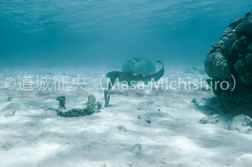 チューク諸島でトラフザメ