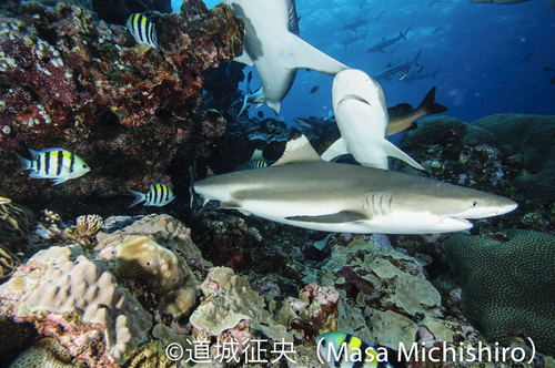 シャークショー