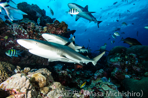サメの餌付けダイブ
