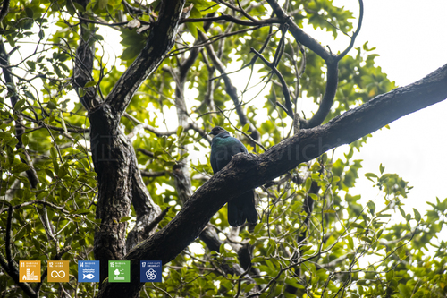 小笠原の固有種