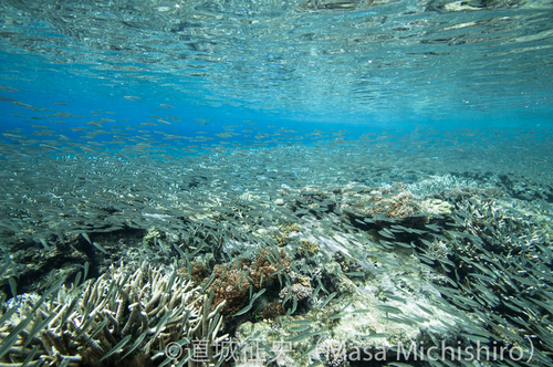 イワシの群れ