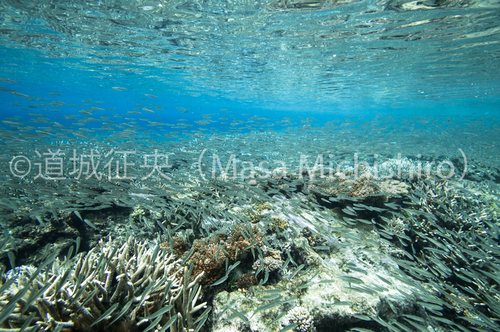 ジープ島で群れ群れ群れ