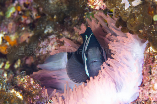 小笠原諸島独特なクマノミ