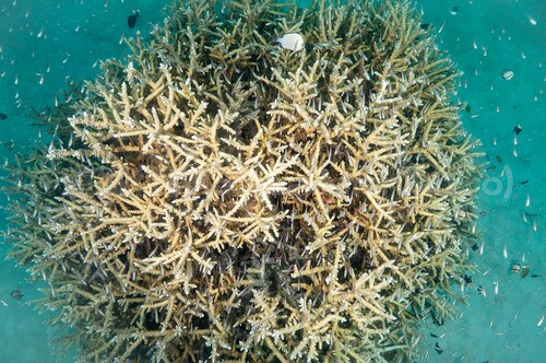 西表島のサンゴを上から