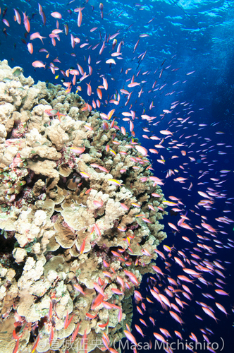 サンゴの楽園、キミシマ環礁