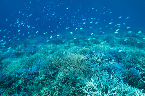 サンゴに魚が舞う