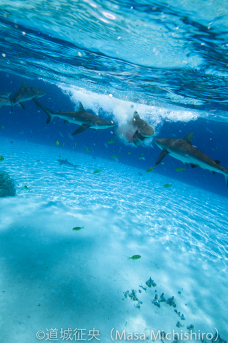 サメだらけのポイント