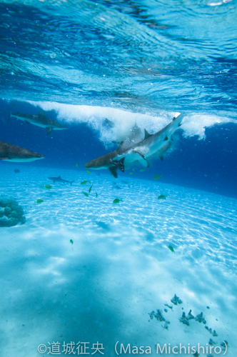 餌を奪い合う･･････
