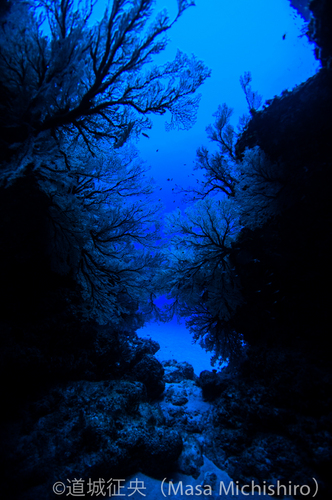 ストロボ無しで雰囲気作り