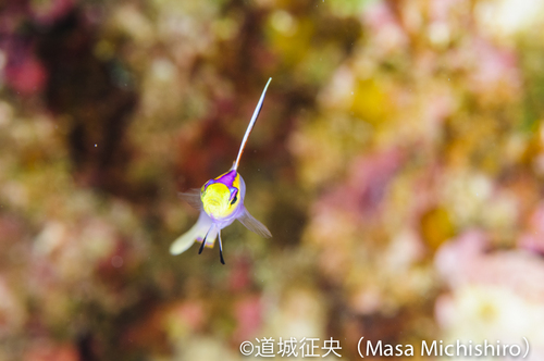 テニアンのあいつ