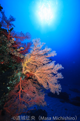 喜界島の透明度