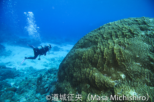 隆起サンゴの島