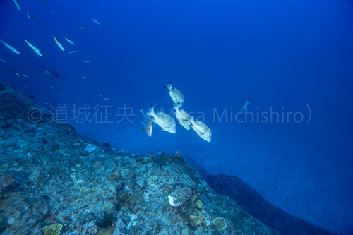 千年に一度のセンネンダイ