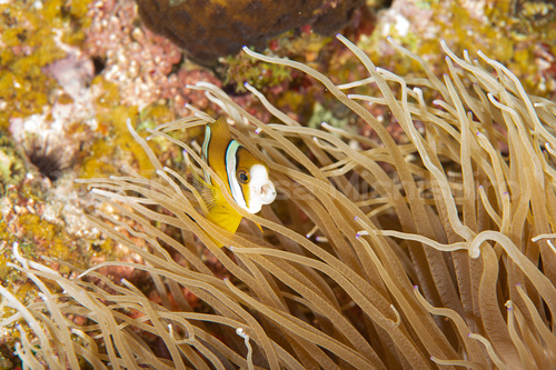 普通種でも面白い