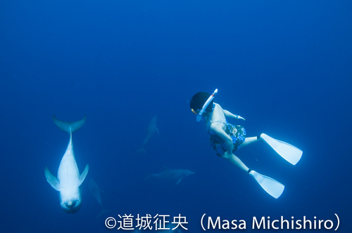 ジープ島のイルカ