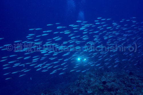 偶然の遭遇はラッキー
