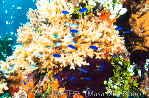 まるで水槽のなか