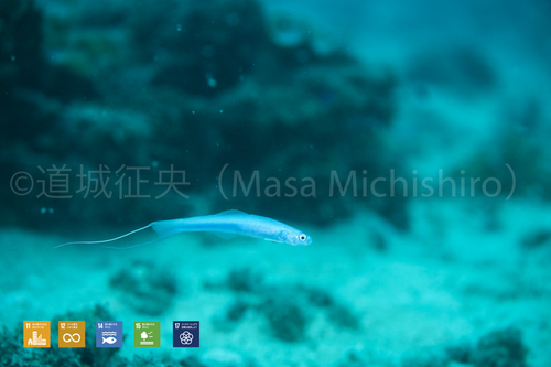 動き回るハナハゼ