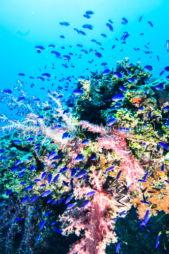 マストに群がる魚