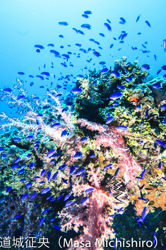青色の小魚が群がる海
