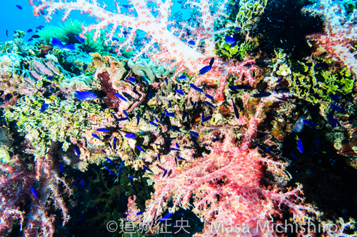 トラックばかりが犠牲者ではないという思いで