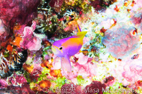 マーシャルの癒し系