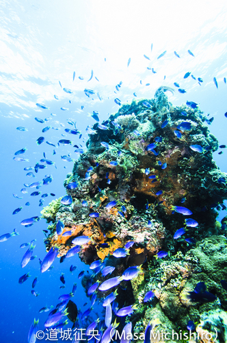 ジープ島のクジャクスズメダイ