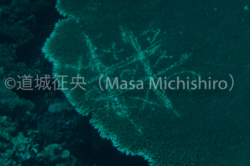 マジュロで見た人的影響