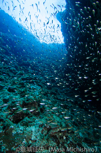 枕状溶岩に集まる魚