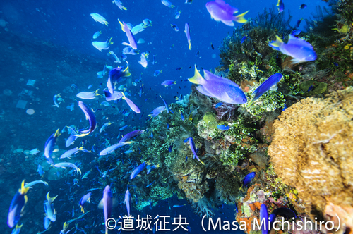 富士川丸に群れるクジャクスズメダイ