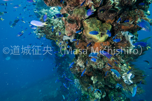 スズメダイが集まる沈没船