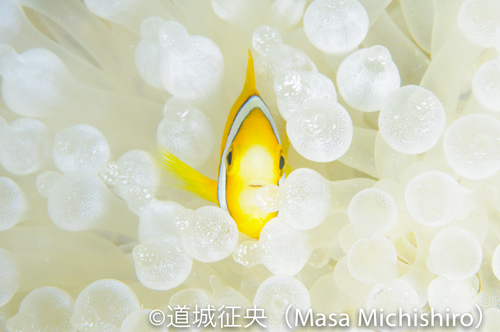 マーシャルから遺伝の多様性