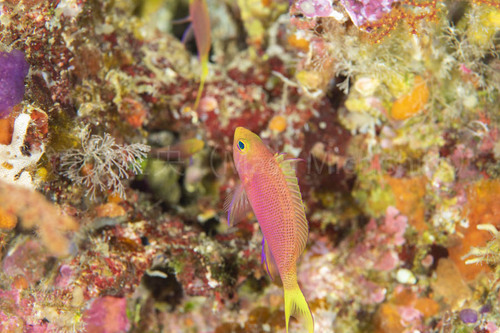 ボニンハナダイ