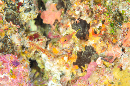 固有種ボニンハナダイ