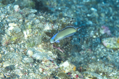 生物学的にも地政学的にも中心な島