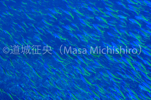 母島では目の前も埋め尽くされる