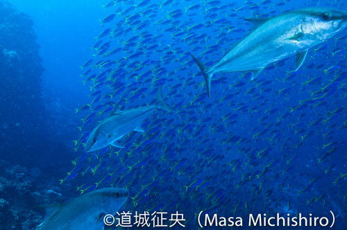 カンパチとウメイロモドキ