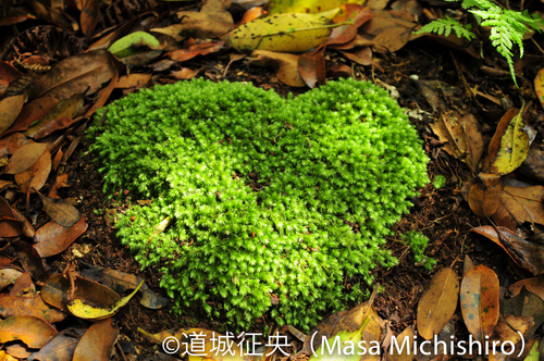 ハート型のコケ