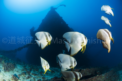 ツバメウオと一緒に天城山丸