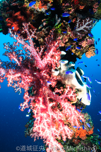 山鬼山丸とそふとこー