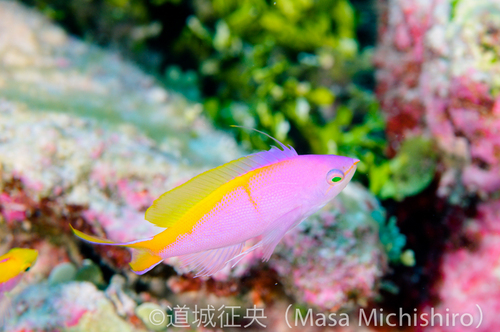 ミクロネシアの固有種